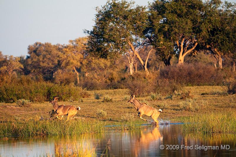 20090617_183257 D300 (1) X1.jpg - Greater Kudus running and jumping